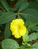 Reinwardtia indica Yellow Flax