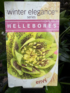 Hellebore Double Envy