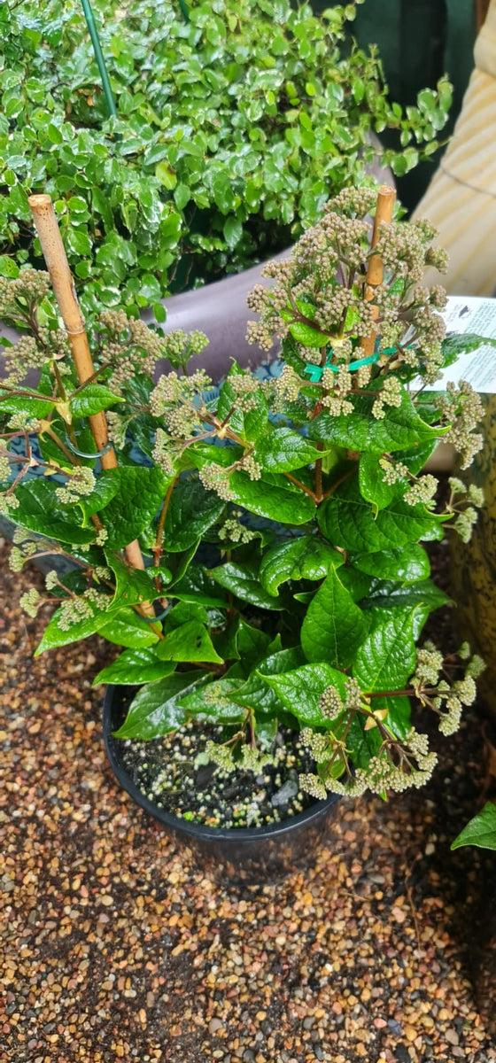 Rondeletia amoena Fragrant Rondeletia – Mother Earth Nursery