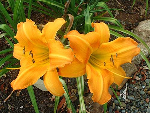 Daylily Coopers Promise