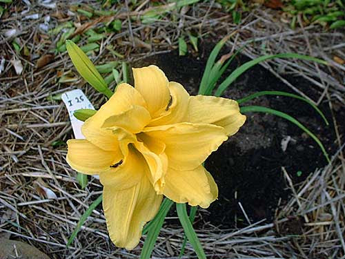 Daylily Double Decker