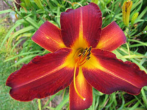 Daylily Flapper