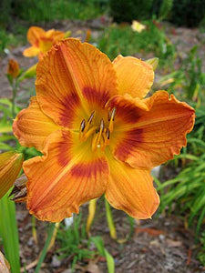 Daylily Gingerbread Man