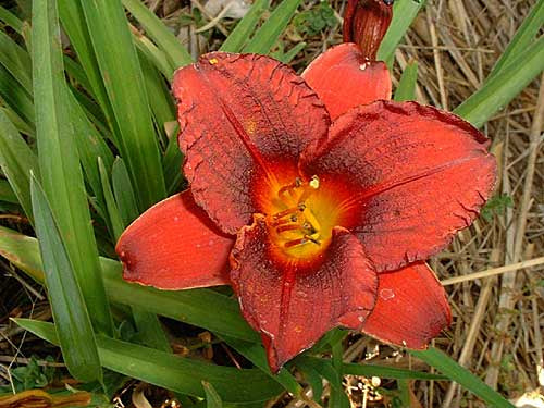 Daylily Little Christine (Miniature)