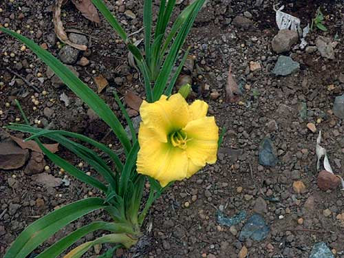 Daylily Sweet Pea (Miniature)