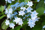 Hydrangea Hanabi - growing