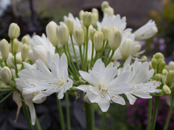 Agapanthus Double Diamond White