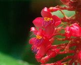 Medinilla miniata Red Chandalier Plant - Growing - Ready December 2024