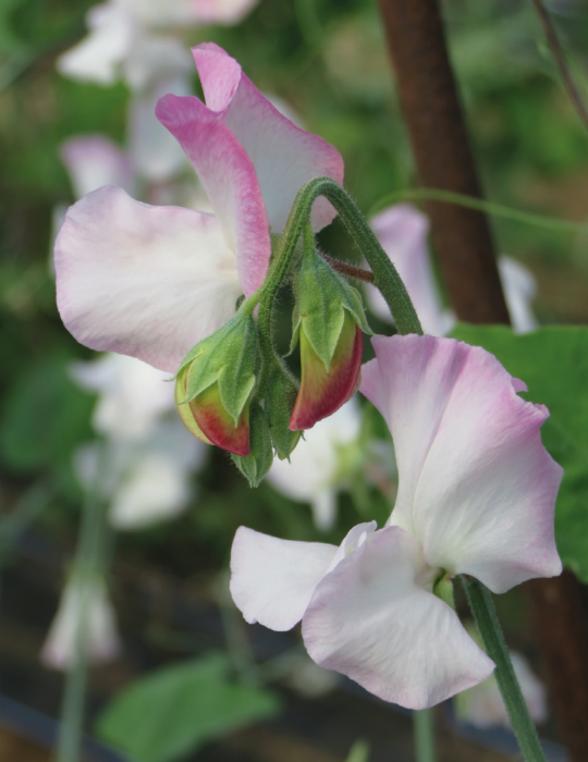 Sweet Pea High Society – Mother Earth Nursery