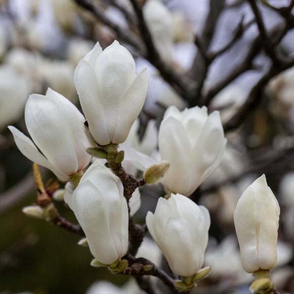 Magnolia Denudata White - Yulan Magnolia - available in store - not for postage.