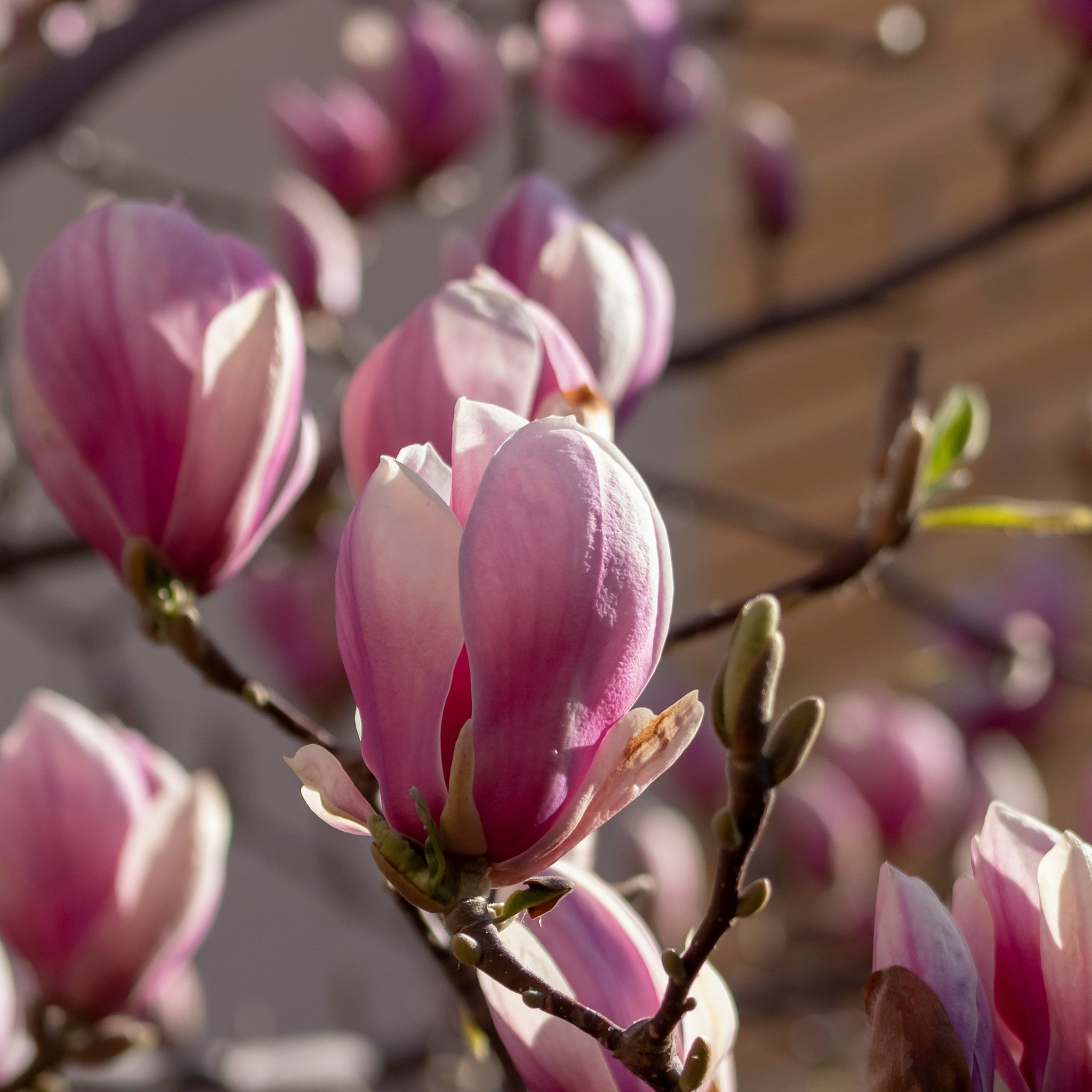 Magnolia Rustica Rubra – Mother Earth Nursery