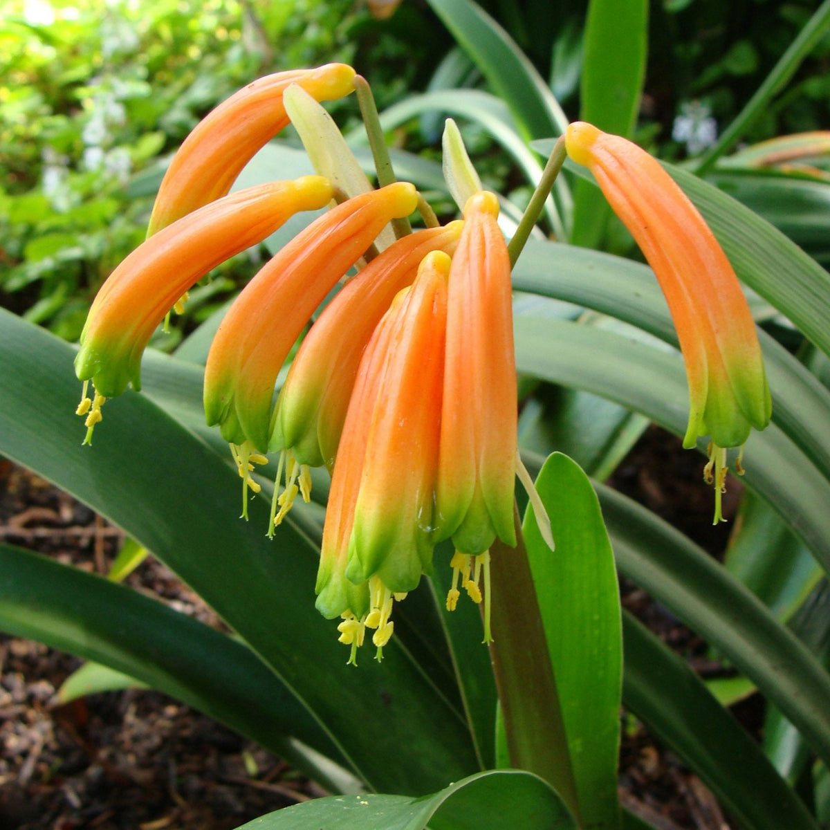 Clivia gardenii Major Garden’s Clivia - growing - enquire in store ...