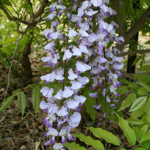 Wisteria floribunda Royal Purple - Syn Single Black Dragon Japanese Wisteria