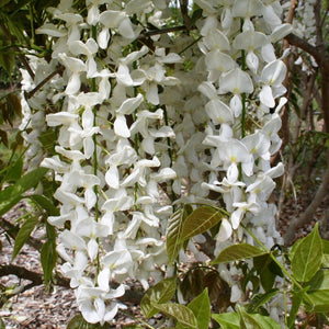 Wisteria sinensis - White Chinese Wisteria