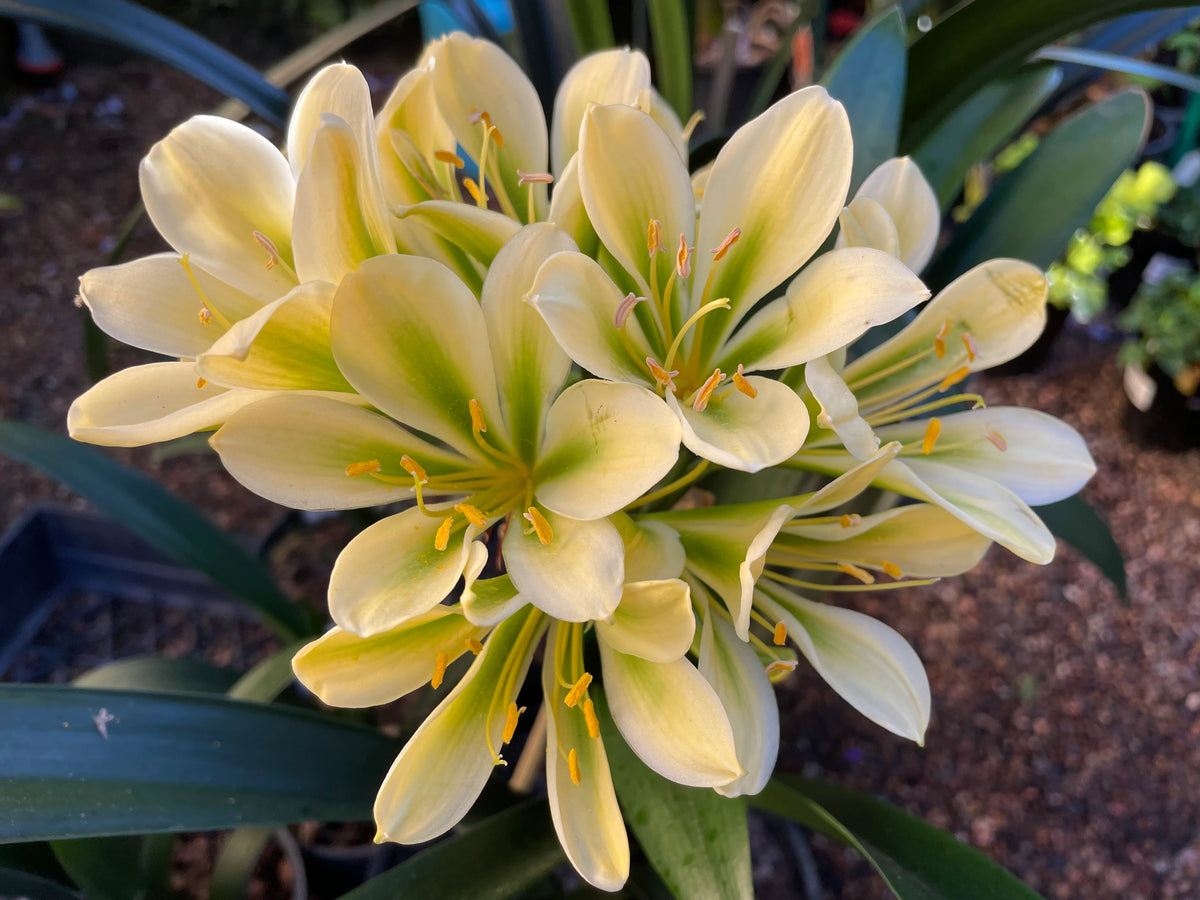 Clivia miniata Green Throat Yellow – Mother Earth Nursery