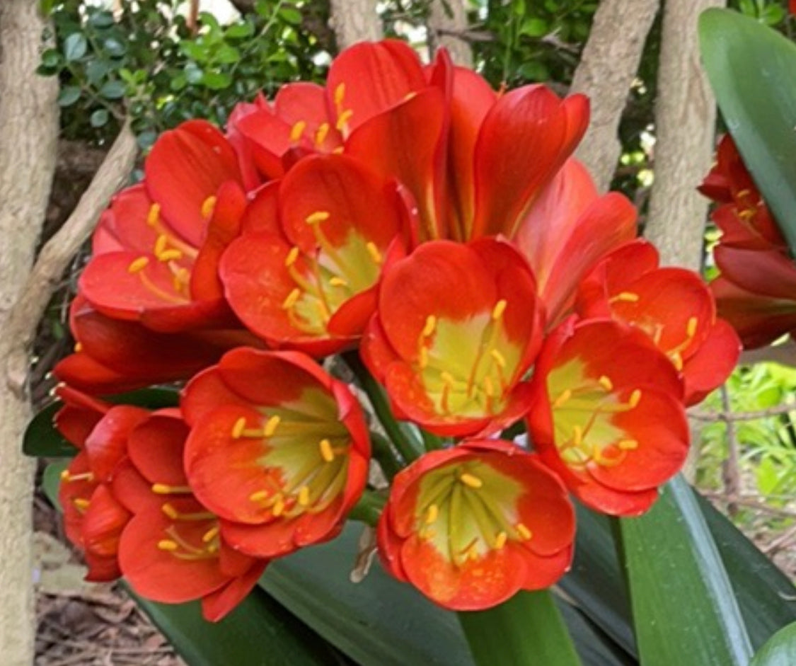 Clivia Belgium Hybrid Orange – Mother Earth Nursery