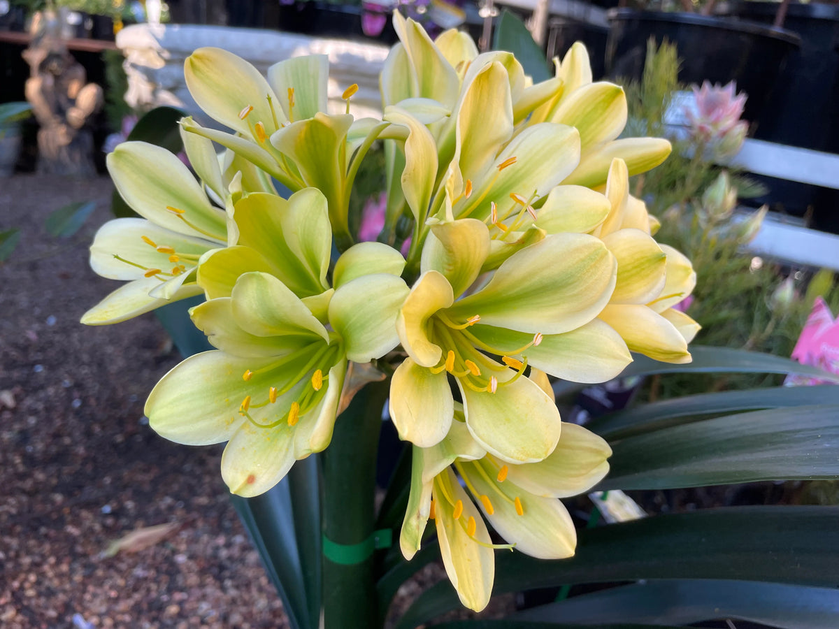 Clivia miniata Green Throat Yellow – Mother Earth Nursery