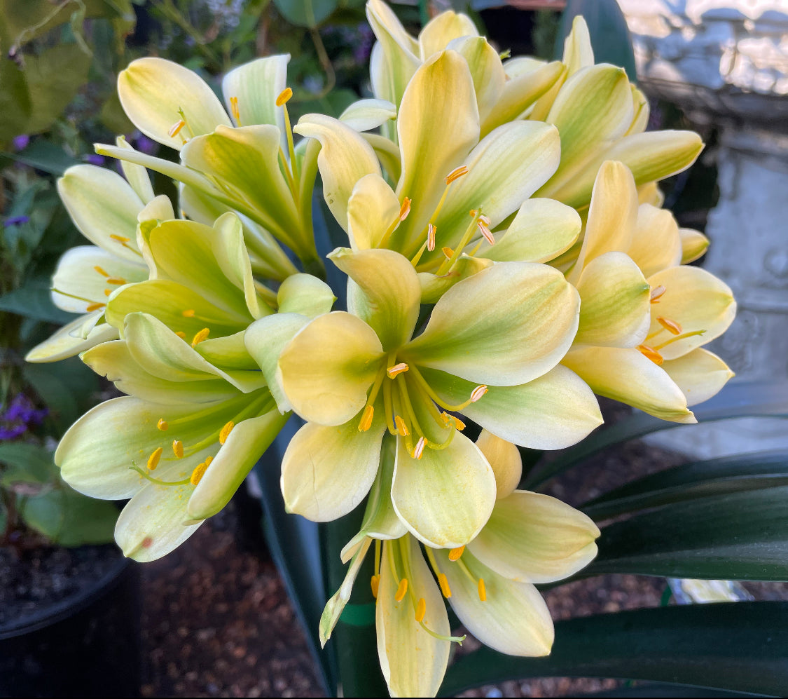 Clivia miniata Green Throat Yellow – Mother Earth Nursery