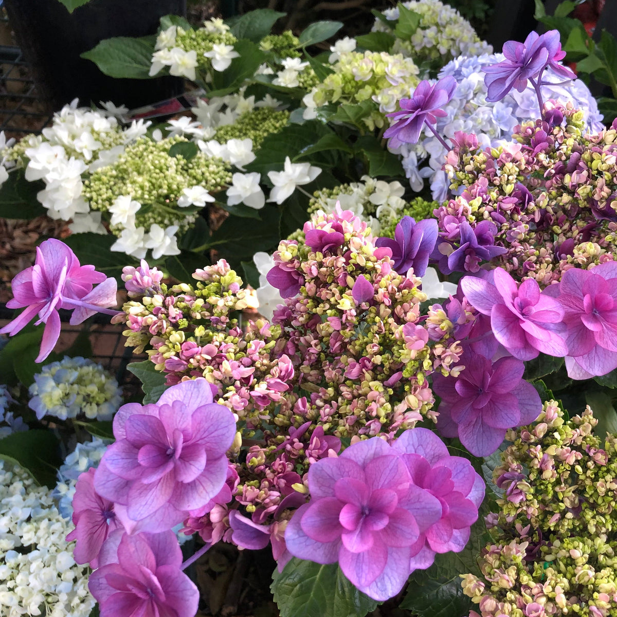 Hydrangea Komachi – Mother Earth Nursery