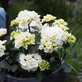 Hydrangea Obsidian Collection White Knight - Pruned Back