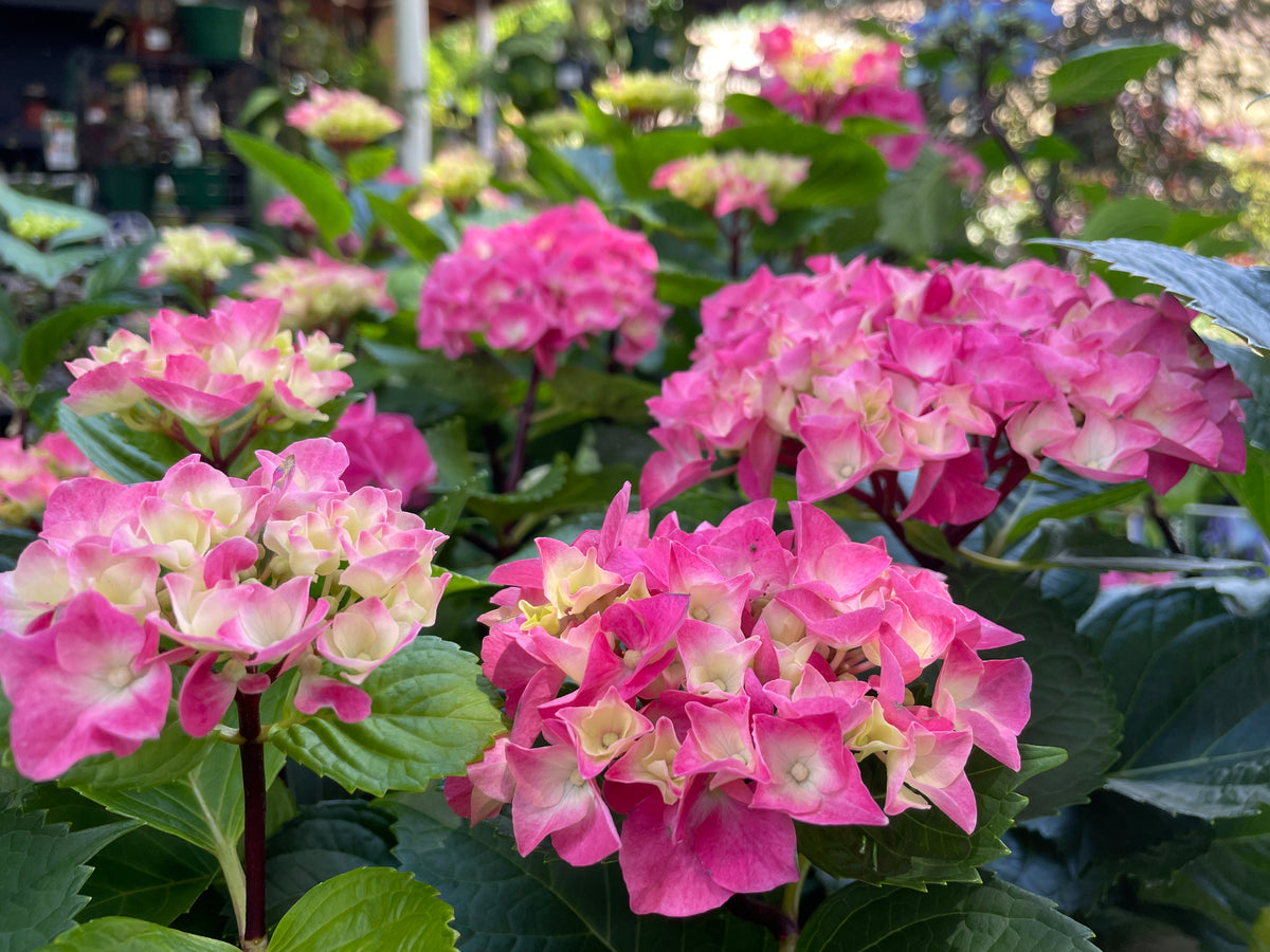 Hydrangea Nigra Black Stem Dark Pink/Dark Blue – Mother Earth Nursery